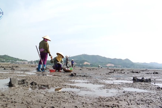 Theo chân ngư dân Quảng Ninh đi bắt Sá Sùng