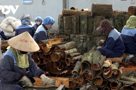 India is main market for Vietnamese cinnamon exports