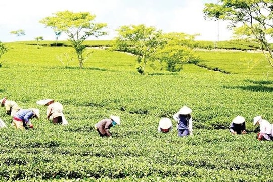 Tea industry faces low price trap