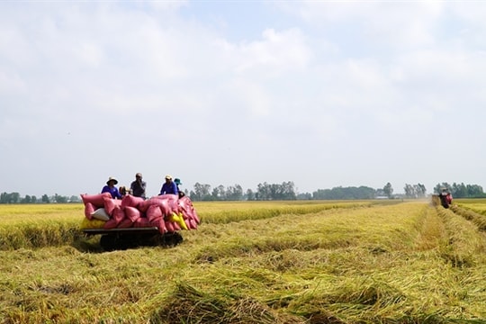 Kiên Giang Province to comfortably exceed rice production target