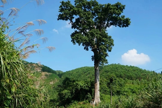 Cây lim gần 700 tuổi, báu vật ở Vườn quốc gia Bến En