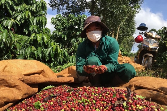 Bản tin nông sản hôm nay (24-11): Hồ tiêu, lúa gạo và cà phê bình ổn