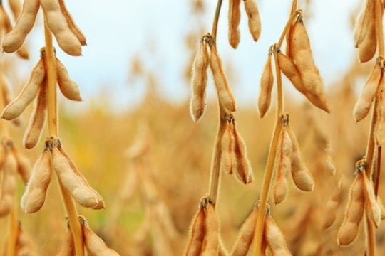 Brazil represents largest soybean suppliers to Vietnam