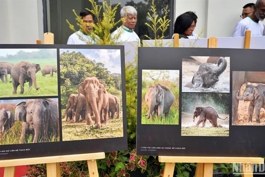 Elephant conservation week inspires action to protect nature