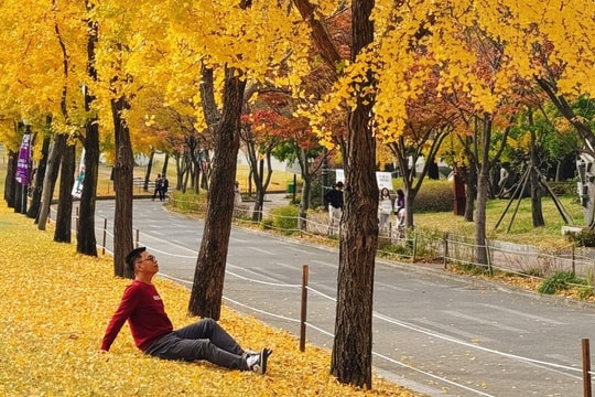 ‘Lạc bước’ vào mùa thu rực rỡ với những hàng cây lá vàng, lá đỏ ở ‘xứ sở kim chi’