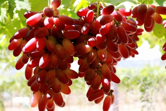 Ninh Thuận's new grape varieties gain protection