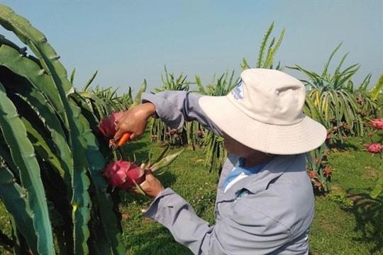 Bình Thuận Province eyes VietGAP quality certification for more dragon fruit areas