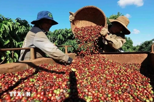 Coffee exports set to hit US$5.6 billion in 2024