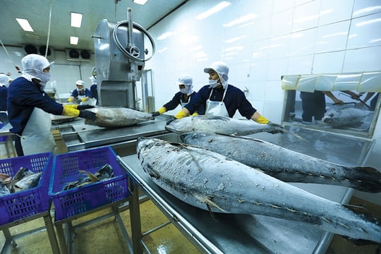 Tuna exports to Japan jump in October