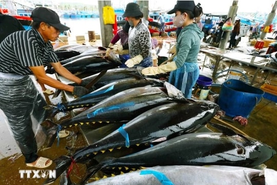 Tuna exports poised to hit US$1 billion this year