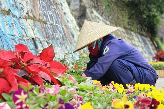 Ngắm ngàn hoa khoe sắc rực rỡ trước ngày khai hội lớn tại Đà Lạt