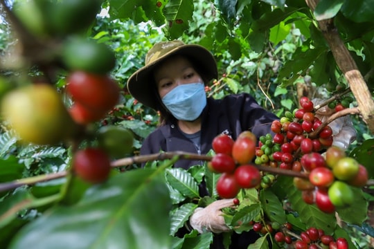 Bản tin nông sản hôm nay (5-12): Giá cà phê, hồ tiêu tiếp tục giảm