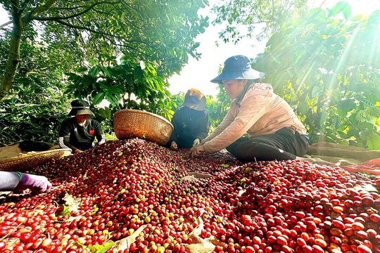 Giá cà phê đảo chiều đi xuống, cần làm gì để thích ứng với thị trường?