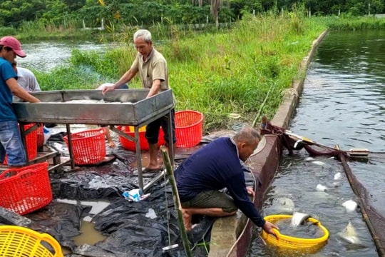 Giá cá thát lát sụt giảm, người nuôi cá ở Hậu Giang vẫn có lãi