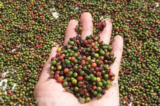 US emerges as biggest consumer of Vietnam’s pepper