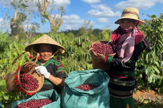 Bản tin nông sản hôm nay (15-12): Giá hồ tiêu, cà phê tiếp tục tăng