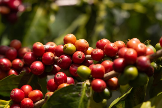 Xuất khẩu cà phê Robusta Brazil có thể tiếp tục đẩy mạnh trong năm 2025