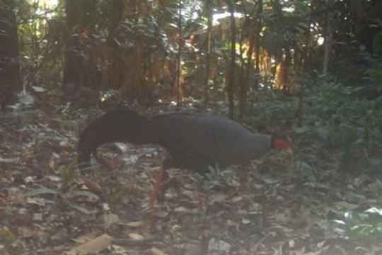 Camera traps reveal rare animal species in Hà Tĩnh Province