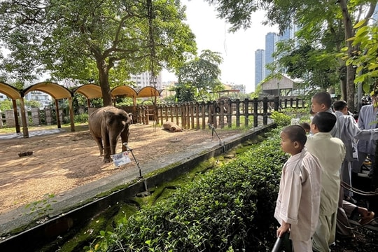 HCM City’s iconic zoo appeals for relief amid financial woes