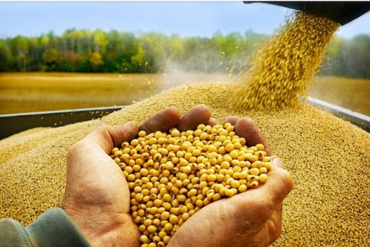 Vietnam spends US$1 billion on soybean imports in 11 months