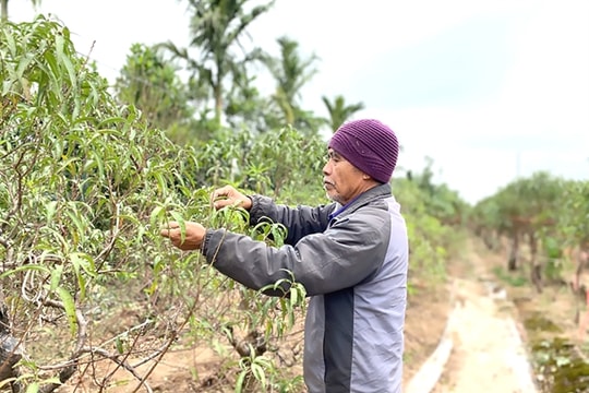 Hà Nội growers rebuild kumquat, peach orchards to prepare for Tết