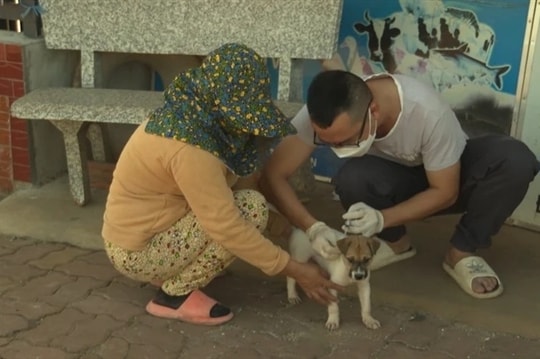 Another fatal case of rabies reported in Bà Rịa-Vũng Tàu