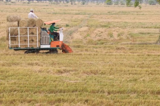 Mekong Delta farmers turn straw, stubble into gold