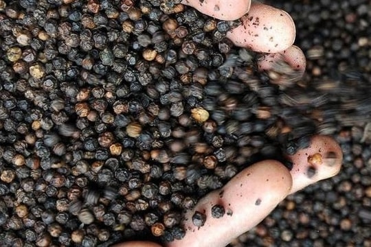 Vietnam rakes in over US$1.2 billion from pepper exports by mid-December