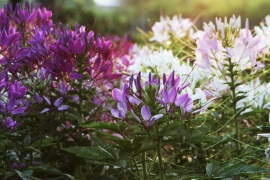 Dazzling spring colours emerge in Sa Dec flower village