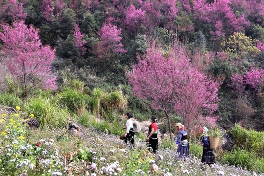 Mu Cang Chai rings in 2025 with Mong panpipe and To Day flower festivals