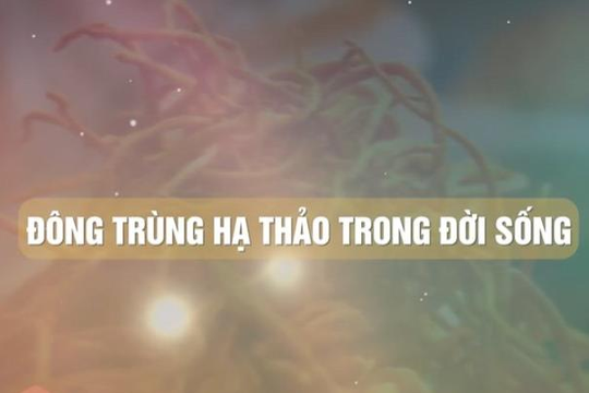 Đông trùng hạ thảo – dược liệu quý với sức khỏe cộng đồng