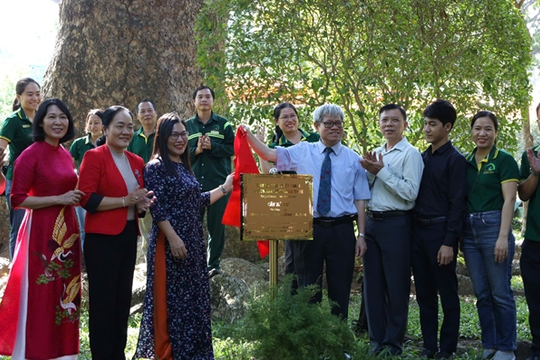 HCM City names eight ancient trees as heritage