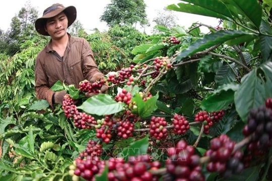 Coffee sector seeks ways toward sustainable growth