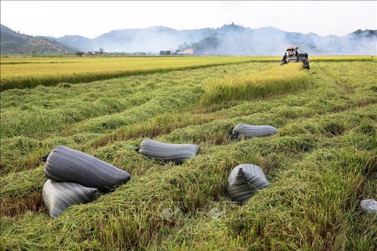 Thị trường nông sản: Giá lúa chững lại đà giảm