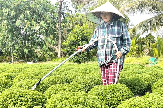 Mekong Delta’s largest flower-growing district gears up for Tết