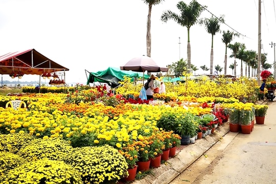 Cần Thơ to host 2025 Ất Tỵ Spring Flower Market, Tây Đô Lunar New Year Festival