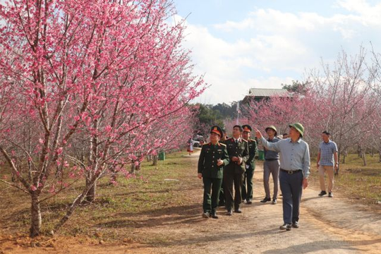 Cherry Blossom Festival 2025 attracts visitors to Điện Biên