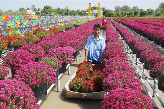 Sa Đéc Spring Flower Festival kicks off