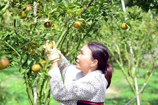 'Thuận vợ thuận chồng' phá chuối trồng quýt, người phụ nữ Lâm Đồng thu bộn tiền