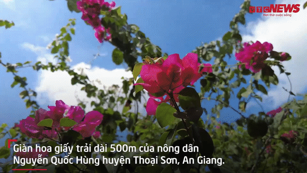 Video: Chống trộm cho vườn bưởi, nông dân An Giang trồng giàn hoa giấy dài 500m