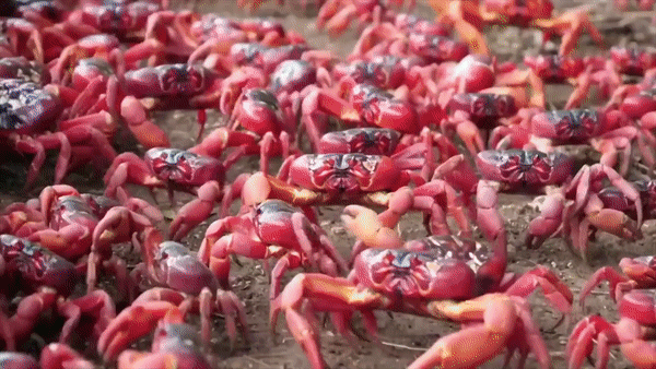 Hơn 50 triệu con cua đỏ phủ kín đường, bắt đầu cuộc đại di cư ra biển