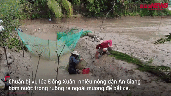 Video: Nông dân tát ruộng, bắt hơn 300 kg cá ở An Giang