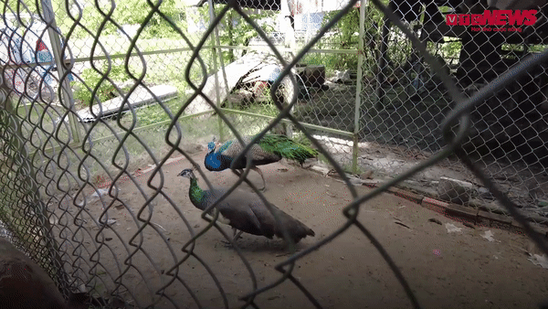 Video: Nông dân nuôi chim Khổng tước lấy lông bán cho khách cầu may mắn