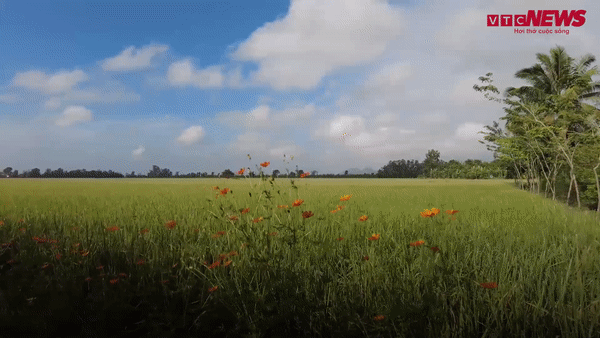 Video: Nông dân trồng hoa dẫn dụ thiên địch bảo vệ cây lúa