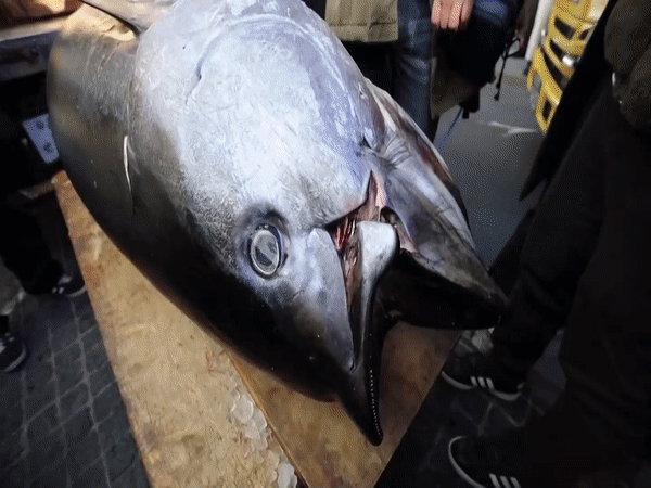 Cá ngừ nặng 211 kg đắt nhất cuộc đấu giá đầu năm