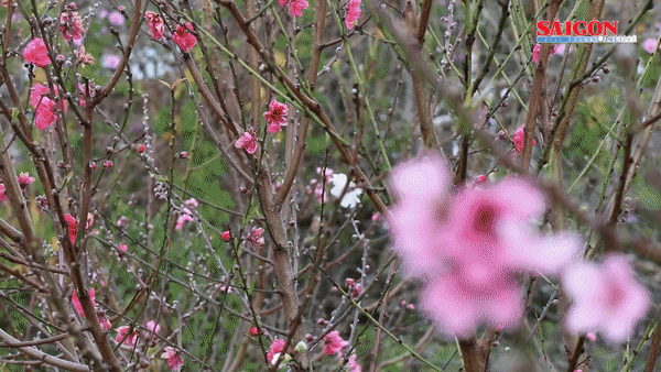 Độc lạ hoa đào Nhật Tân 3 màu khoe sắc ở Đà Lạt