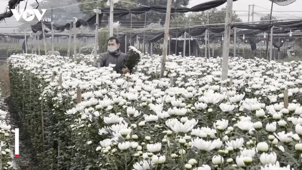 Làng hoa lớn nhất Hà Nội tấp nập vào mùa phục vụ Tết
