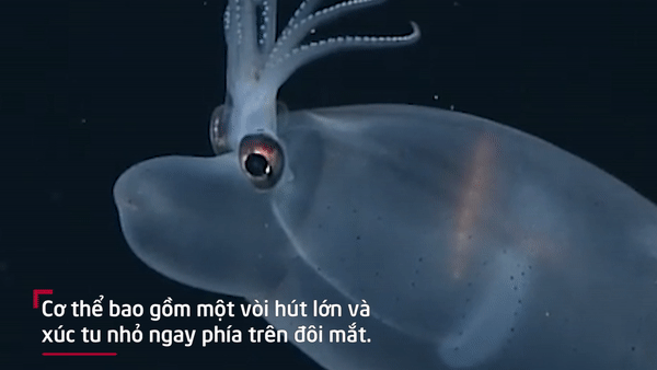 Video: Kỳ lạ loài mực heo sống dưới biển sâu