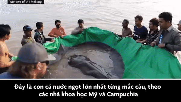 Con cá nước ngọt lớn chưa từng thấy trên sông Mekong