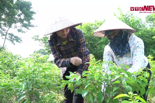 Video: Nông dân trồng cây xanh thu gần 3 tỷ đồng mỗi năm